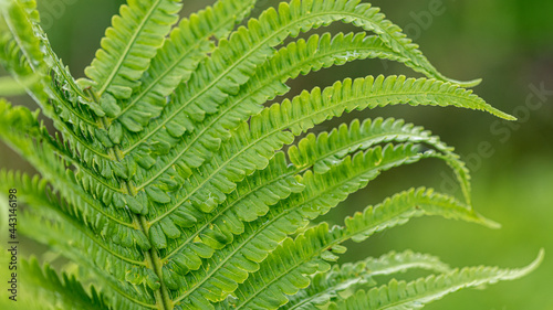 Fern leaf green nature background, Davallia solida Sw. Selective focus. Close view.  photo