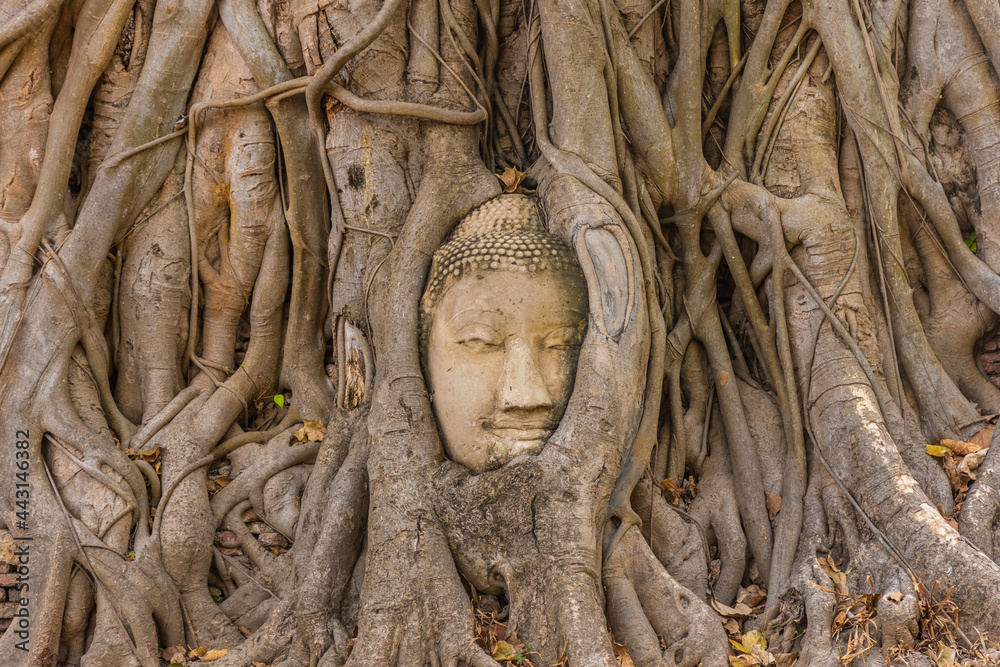 Buddha head embedded in a Banyan Tree in Ayutthaya, Thailand Buddha head embedded in a Banyan Tree in Ayutthaya, Thailand