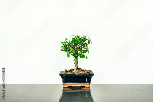 Small bonsai in blue pot with many leaves on gray metal table