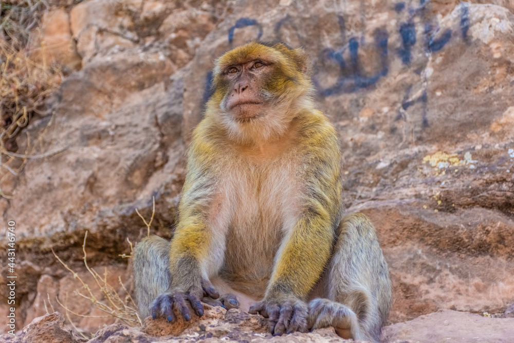 Wild barabry ape sitting in the mountains, Morocco