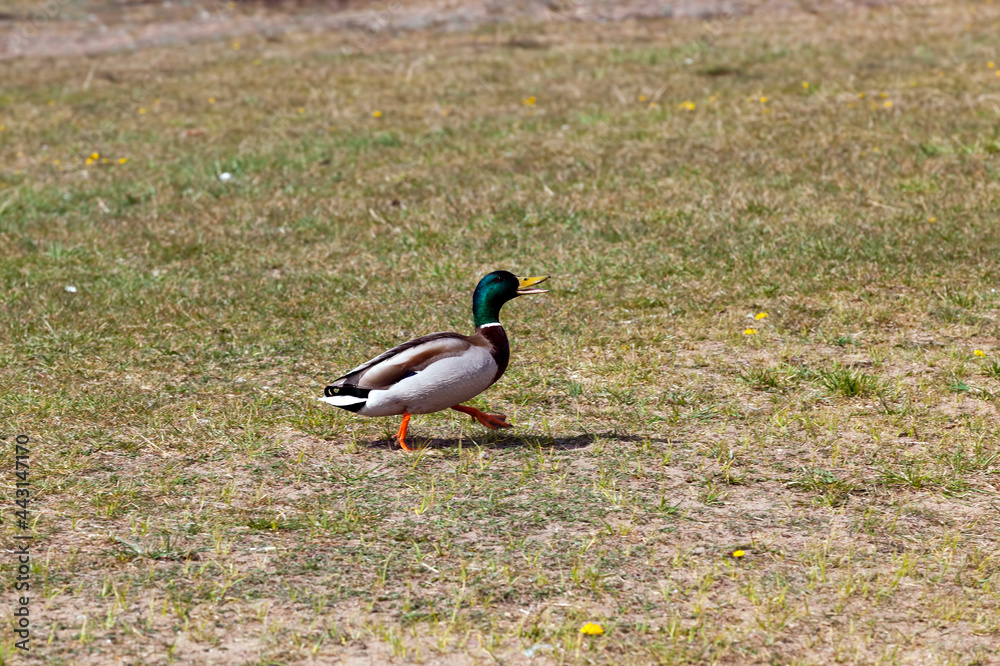 wild ducks in spring or summer