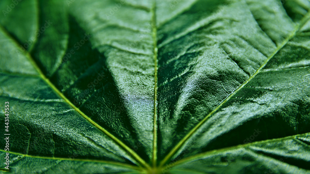 Gclocreen maple leaf close-up
Gclocreen maple leaf close-up
