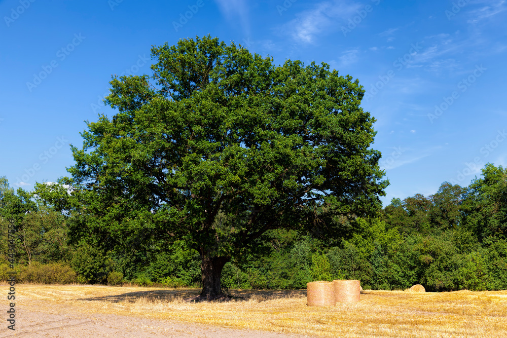 a tall green oak and an agricultural field