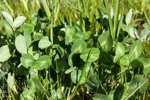 Wallpaper Mural clover without flowers Torontodigital.ca