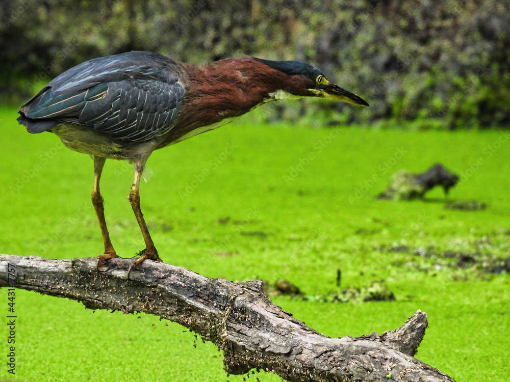 Heron on the Hunt: A green heron bird gets ready to strike the duckweed covered pond below to catch a fish Heron on the Hunt: A green heron bird gets ready to strike the duckweed covered pond below to catch a fish