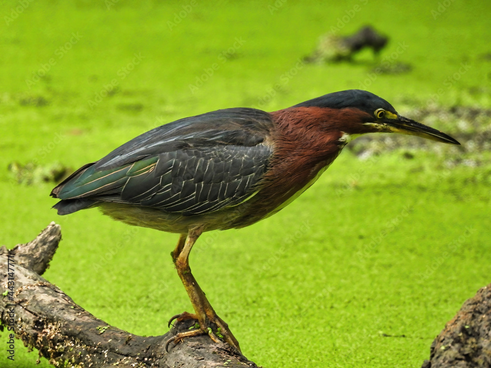 Heron on the Hunt: A green heron bird carefully watching the duckweed covered pond below fishing for a meal Heron on the Hunt: A green heron bird carefully watching the duckweed covered pond below fishing for a meal