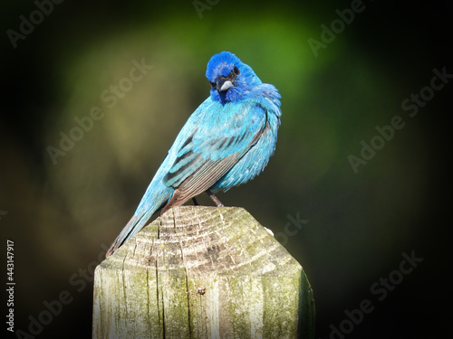 Blue Bird on a Fence: An indigo bunting bird shows off his bright blue feathers while perched on a fence post