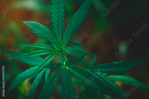 Top view Cannabis leaves of a plant on a dark background.Green leaves color tone dark in the morning. Cannabis Texture environment  Marijuana Leaf.photo concept fresh and cannabis plant growing.
