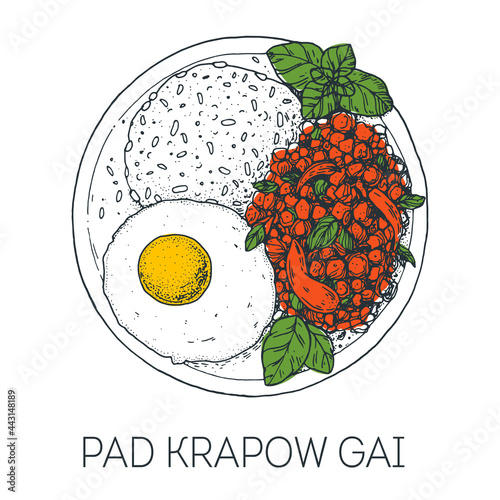 Pad krapow gai, Thai basil and fried egg. Thai food. Hand drawn vector illustration. Sketch style. Top view. Vintage vector illustration.