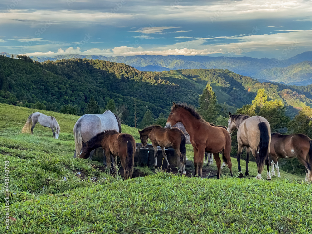 Beautiful Horses in the great green fields of Costa Rica Near the Green energy wind mills