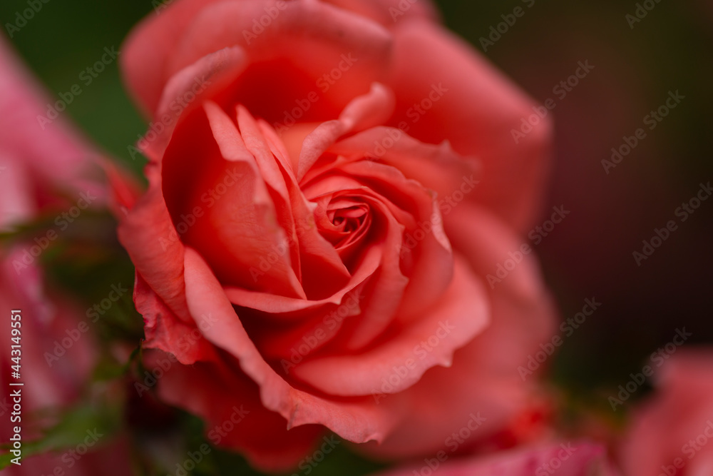pink rose with bokeh and soft edge pink rose with bokeh and soft edge