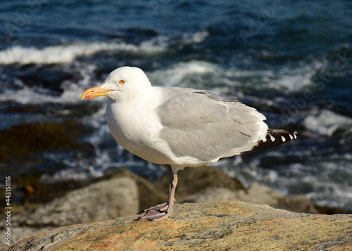 close up of  a seagull on the rocky coast next to surf on  jamestown, conanicut island, rhode island photo