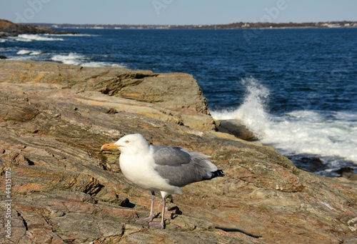 seagull standing on the rocky coast  next  to crashing waves  in  jamestown, conanicut island, rhode island photo