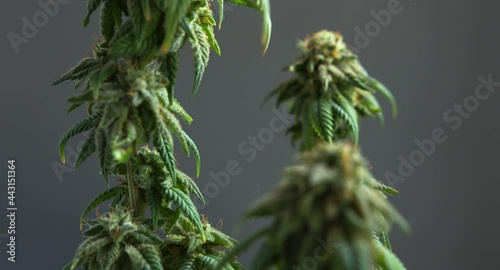 Beautiful green flowering Cannabis cbd bonsai plant close up tilt