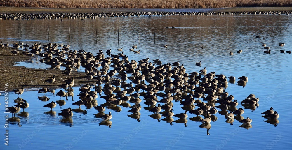 a large flock of canada geese on a pond along the teller farms trail, in eastern boulder county, colorado a large flock of canada geese on a pond along the teller farms trail, in eastern boulder county, colorado