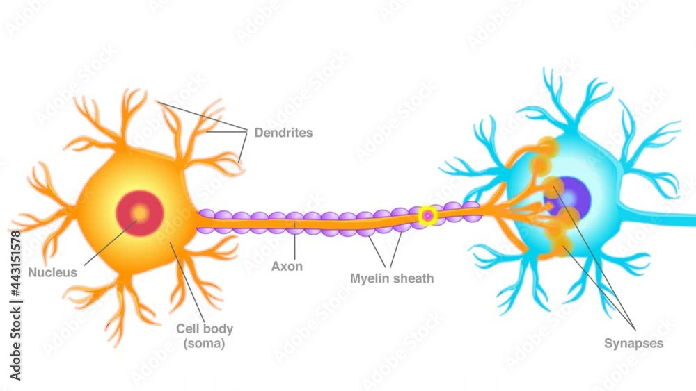 Neuron Connect Diagram Animation Communication Transmission Nerve Signal Between Two Neurons 6354