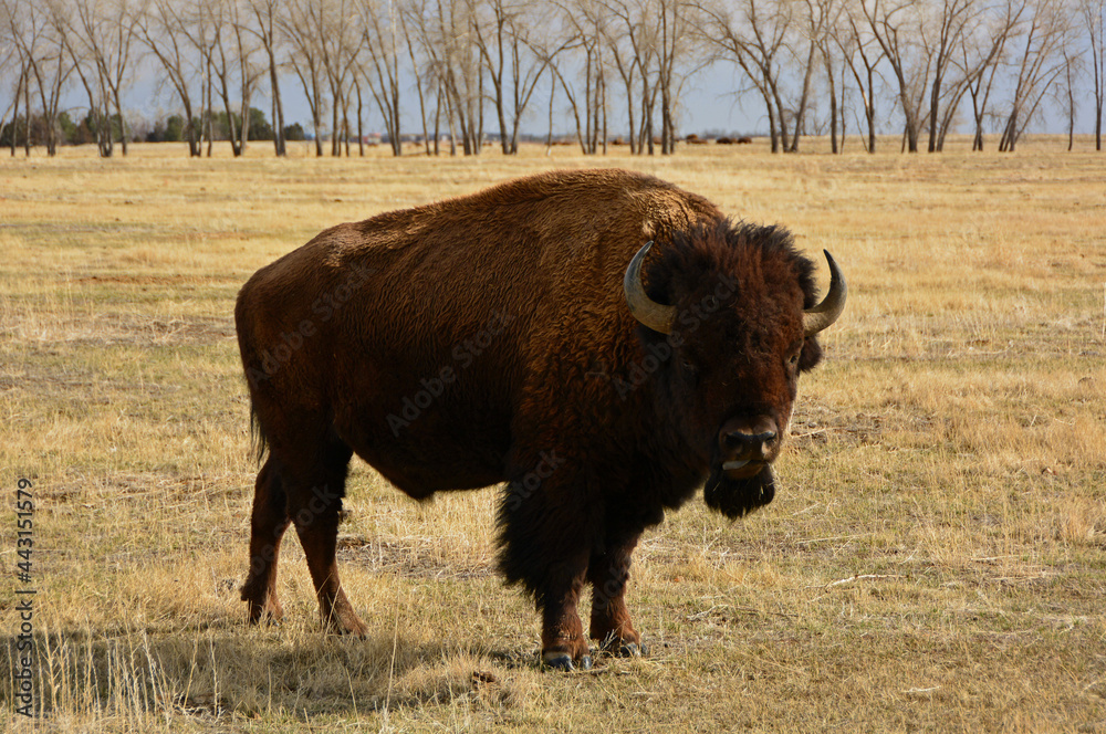 american bison  standing in a field   along the wildlife drive in the rocky mountain arsenal wildlife refuge in early spring in commerce city,  near denver, colorado