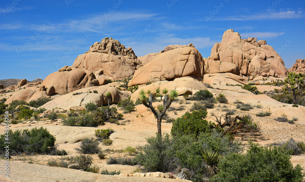 oshua trees and rock formations on a sunny day  in Joshua tree national park, california