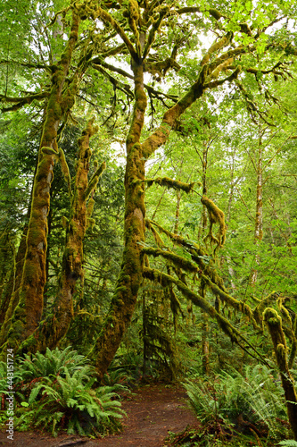  rain forest, ferns, and moss-covered trees on the marymere falls hike near lake crescent, washington