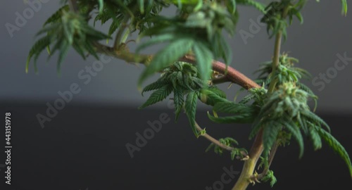 Beautiful green flowering bonsai cannabis cbd plant close up tilt