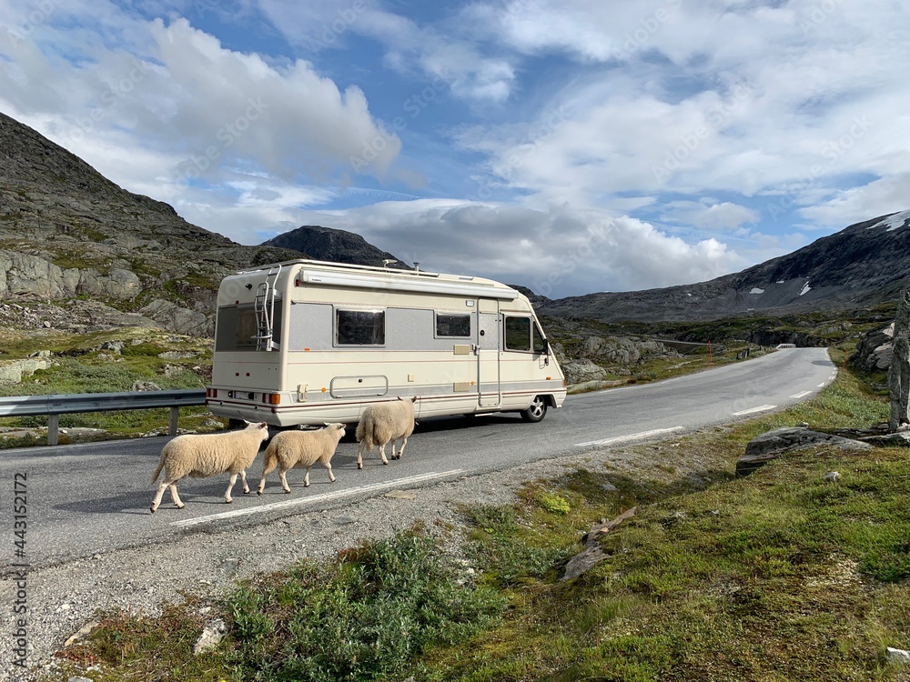 Wohnmobil auf Bergstrasse in Norwegen mit Schafen - Schafe auf der Strasse. - Berge in Skandinavien