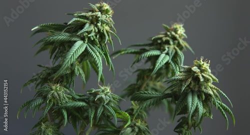 Beautiful green flowering Cannabis cbd plant buds rack focus close up