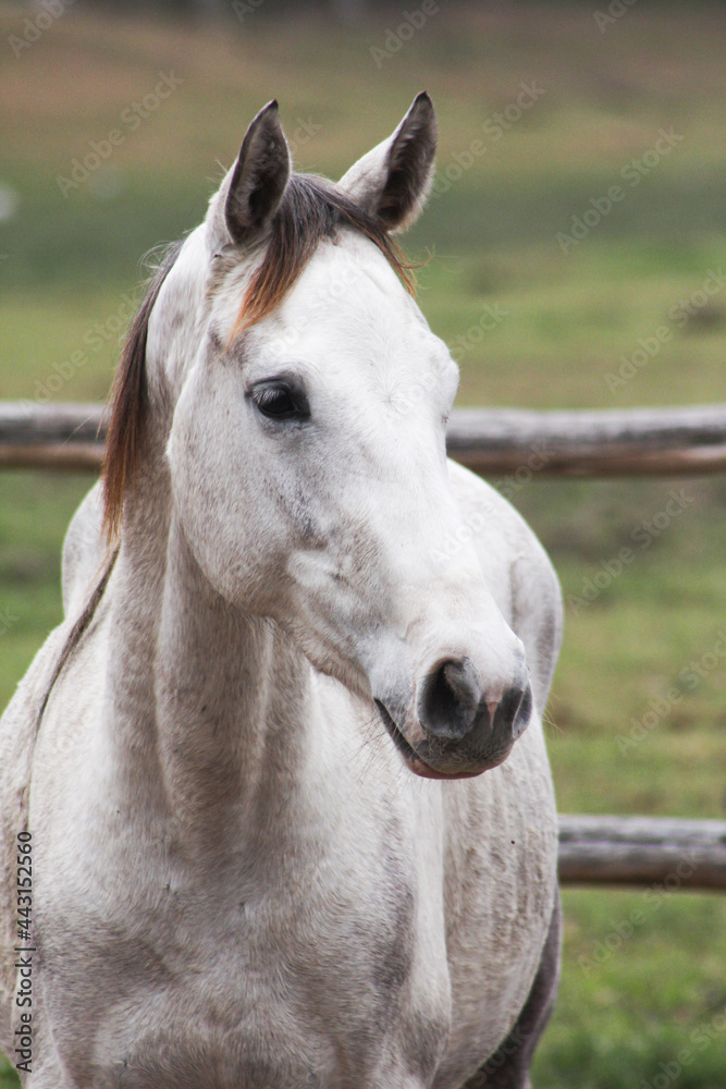Fototapeta premium beautiful white horse in green field