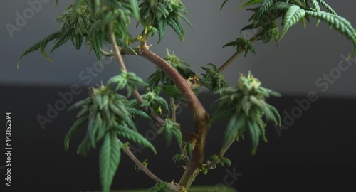Wide angle view of beautiful green flowering bonsai cannabis cbd plant tilt