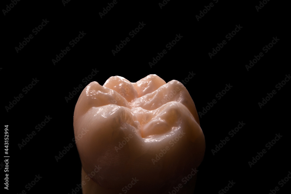 Fototapeta premium Molar with six cuspid