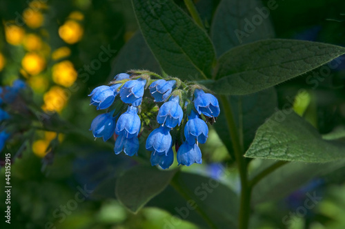 Bright blue comfrey flowers (Sýmphytum) close-up against a background of green leaves in a flower garden