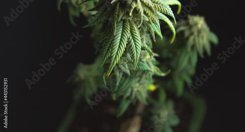Beautiful green flowering buds of bonsai cannabis cbd plant high angle tilt
