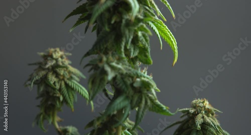 Beautiful green flowering Cannabis cbd bonsai plant close up tilt