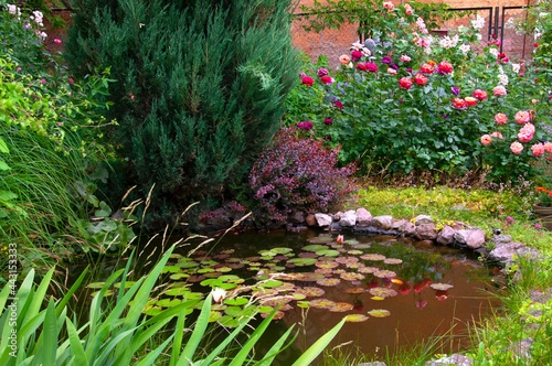 Beautiful garden with a pond with water lilies, with different roses..and ornamental plants on a bright sunny day