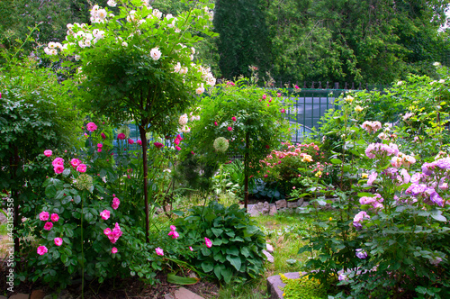 A beautiful summer garden with roses of different varieties of white, pink, red, lilac shades and ornamental plants