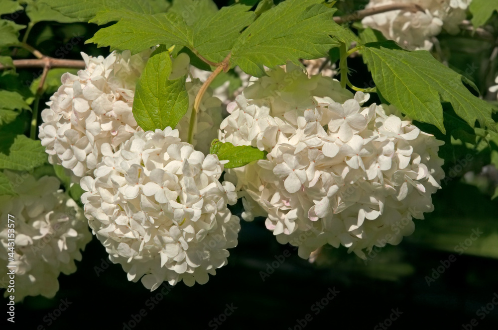Bright white flowers of viburnum Boule de Neige close-up against a background of green leaves in a city park Bright white flowers of viburnum Boule de Neige close-up against a background of green leaves in a city park