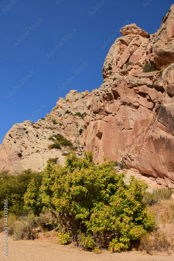 Fototapeta premium dramatic red rock formations and yellow leaves on a cottonwood tree along the collins spring trail in the grand gulch area of cedar mesa near blanding, utah 