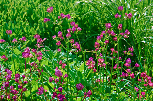 Bright flowers Astrantia  Astr  ntia  on a background of green grass in a city park on a sunny day