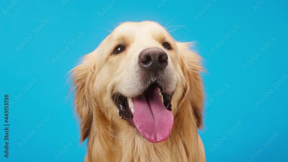 Golden retriever on blue background, gold labrador dog breathing with open mouth and tongue out close up. Shooting domestic pet in studio. Golden retriever on blue background, gold labrador dog breathing with open mouth and tongue out close up. Shooting domestic pet in studio.