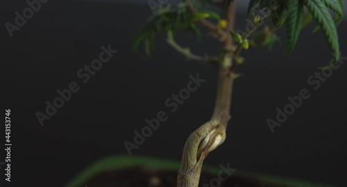 Perfectly shaped green flowering Cannabis cbd bonsai plant tilt