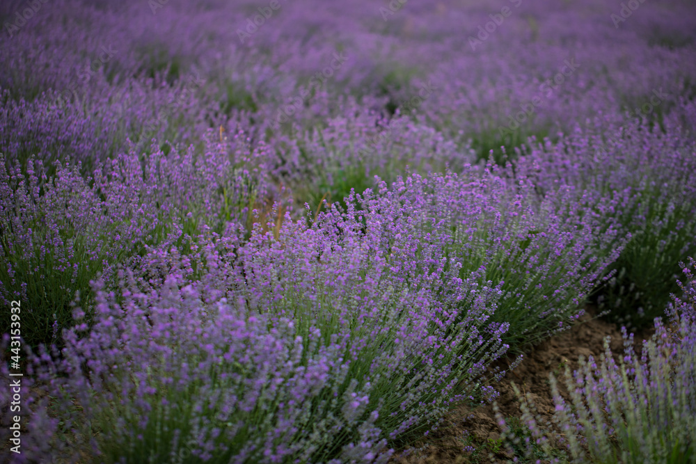 Obraz premium lavender field 