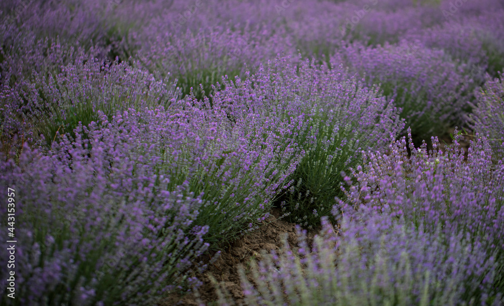 Obraz premium field of lavender. Flowers. Nature. Background. 
