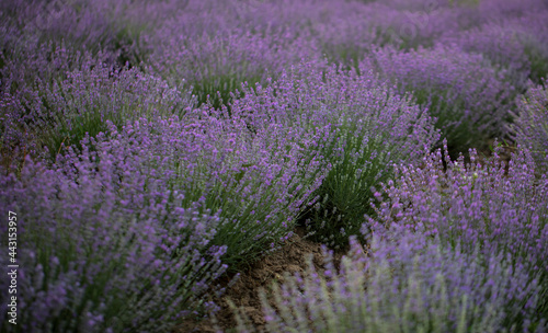 field of lavender. Flowers. Nature. Background. 