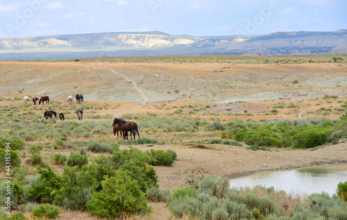 a herd of wild horses next to a watering hole in remote sand wash basin, near maybell, in northwestern colorado photo