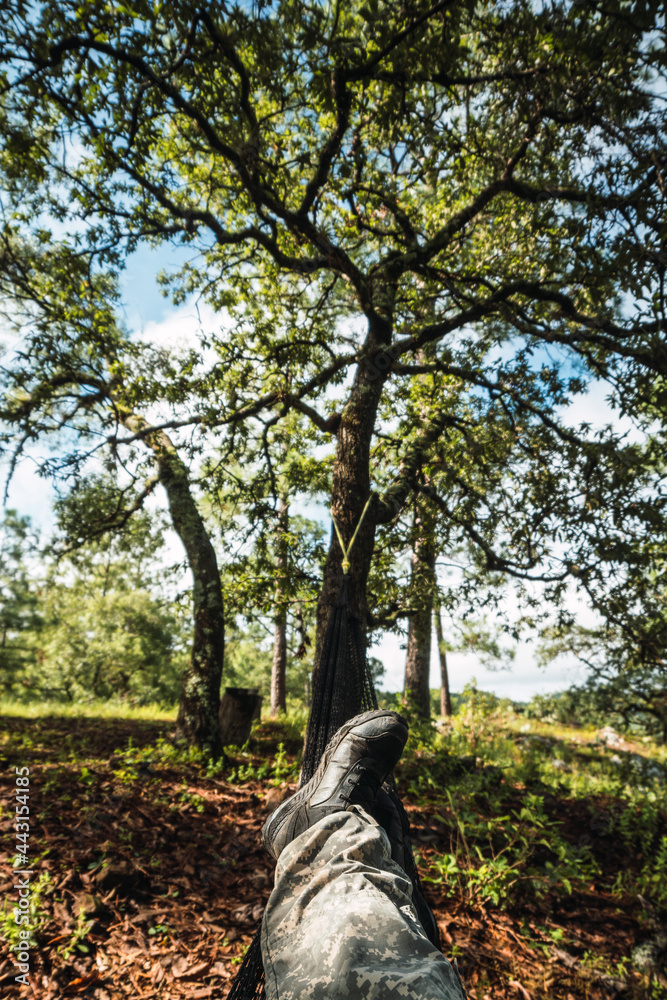 Fototapeta premium resting in the mountains and in the pine forests of Sinaloa