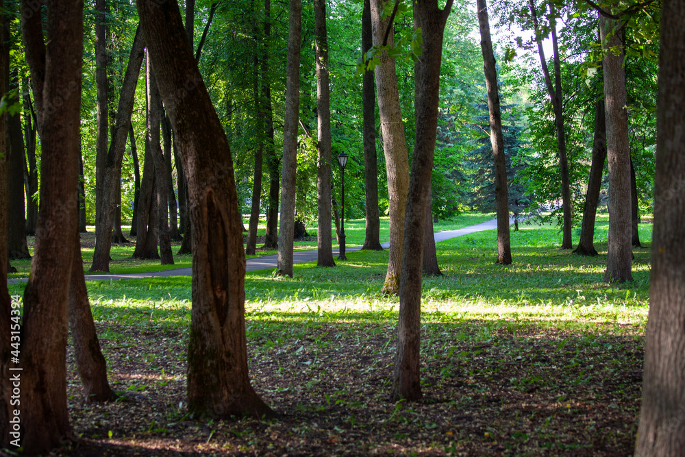 trees in the park trees in the park