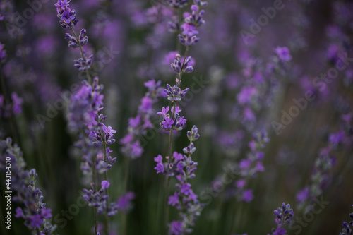 lavender field. Flowers. Field. 