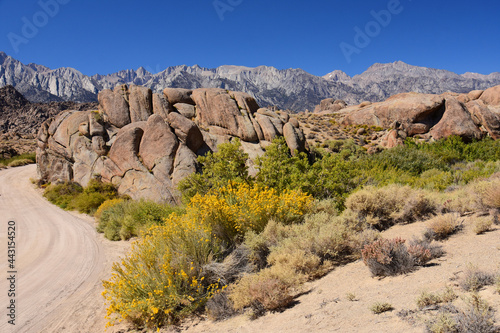 mount whitney, the eastern sierras, yellow wildflowers,  and the wildly eroded rock formations of the alabama hills on a sunny fall day, near lone pine, california  photo