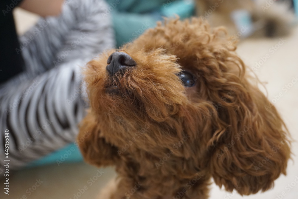 Fototapeta premium 上を見上げる茶色い犬の顔のアップ、大きく目を輝かせている、毛の丸まった可愛いトイプードル