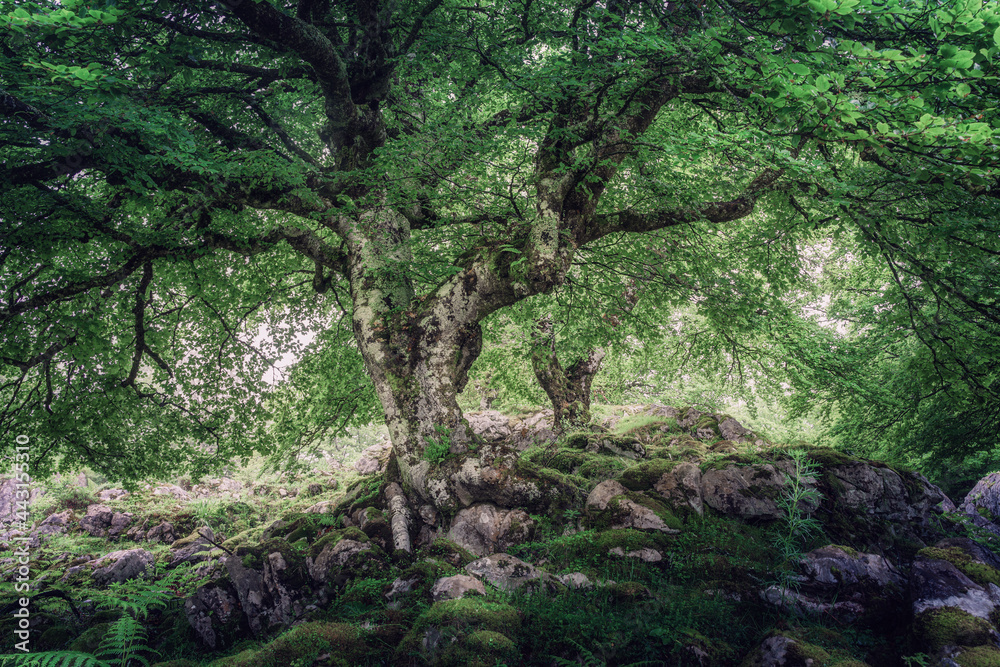 MISTY BEECH