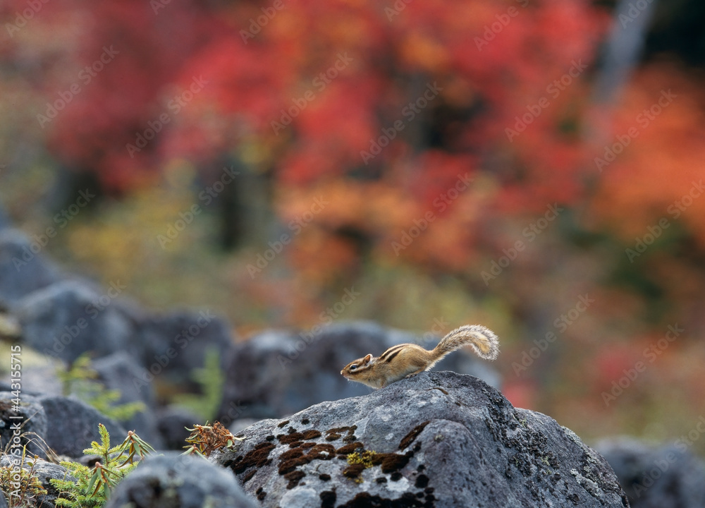 Fototapeta premium 紅葉とエゾシマリス（北海道・鹿追町） 